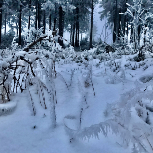 Winterlandschaft am Pröller bei St. Englmar Bayern