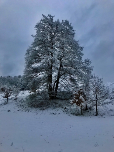 winterlicher Baum in Viechtach Bayern