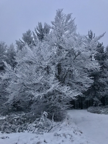 winterlicher Baum am Pröller in St. Englmar Bayern