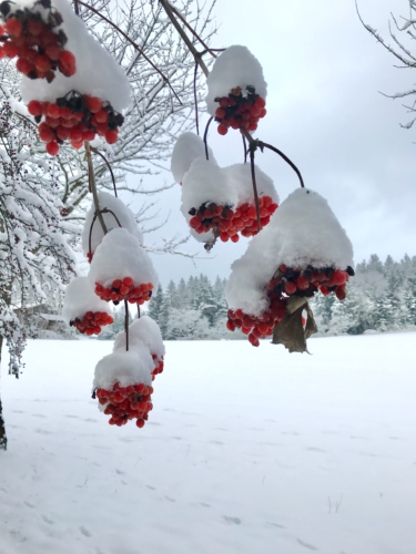 Winterfarben am Kronberg Viechtach Bayern